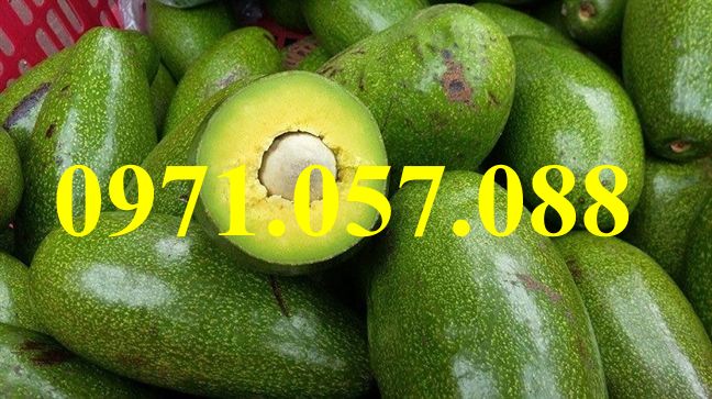 Cây giống bơ sáp